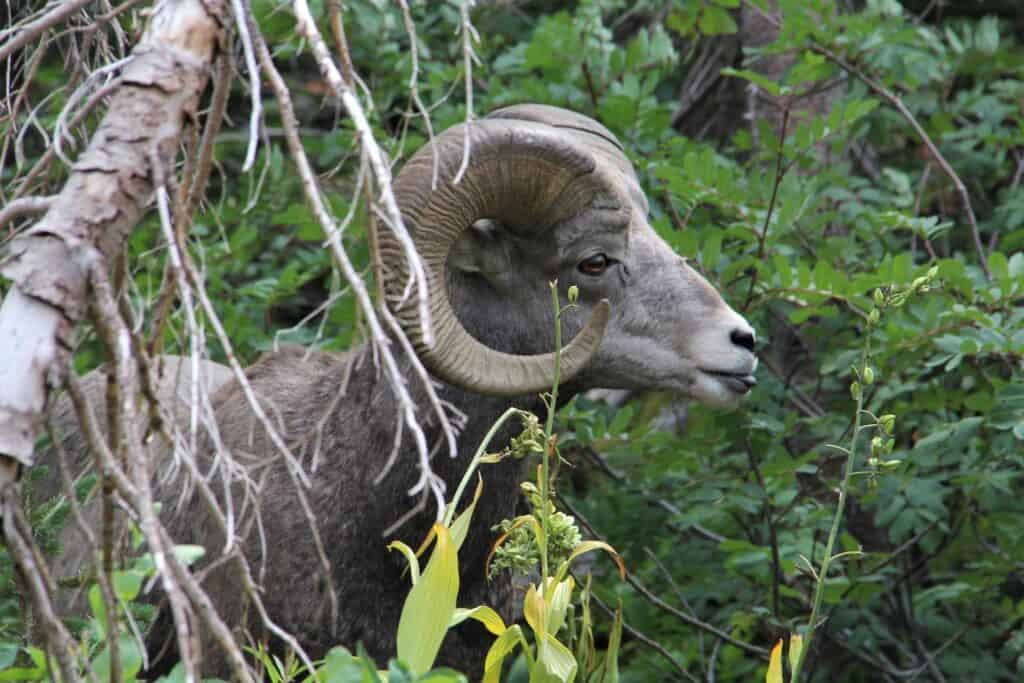 bighorn sheep on the Grinnell Glacier trail in Glacier National Park